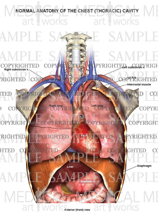 Normal anatomy of the thoracic (chest) cavity