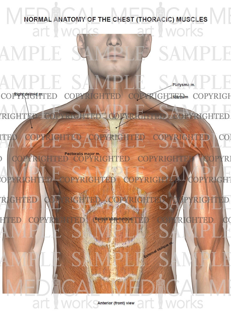 Normal anatomy of the muscles of the chest and abdomen