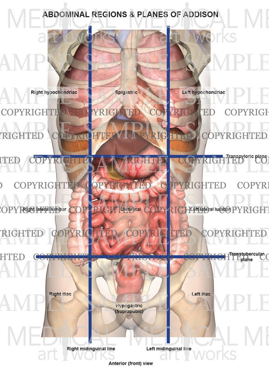 Abdominal regions and planes of addison.