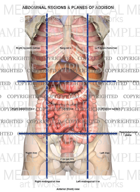 Abdominal regions and planes of addison