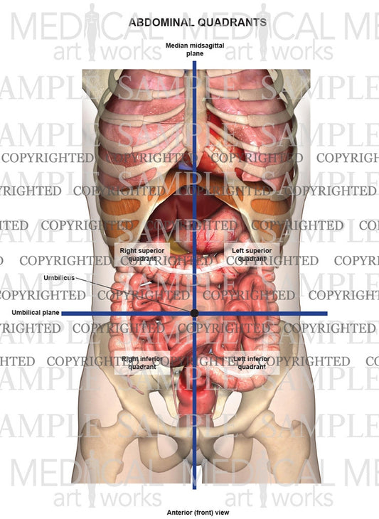 Abdominal quadrants anterior view