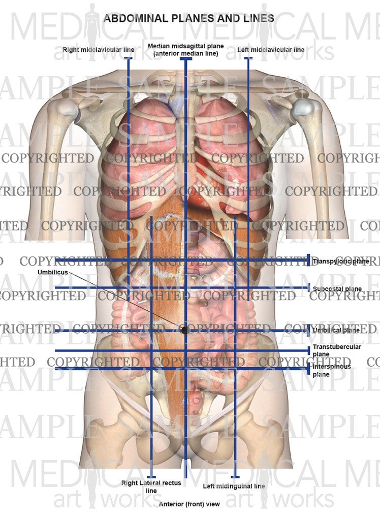 Abdominal lines and planes anterior view