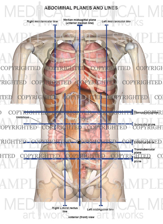 Abdominal planes and lines