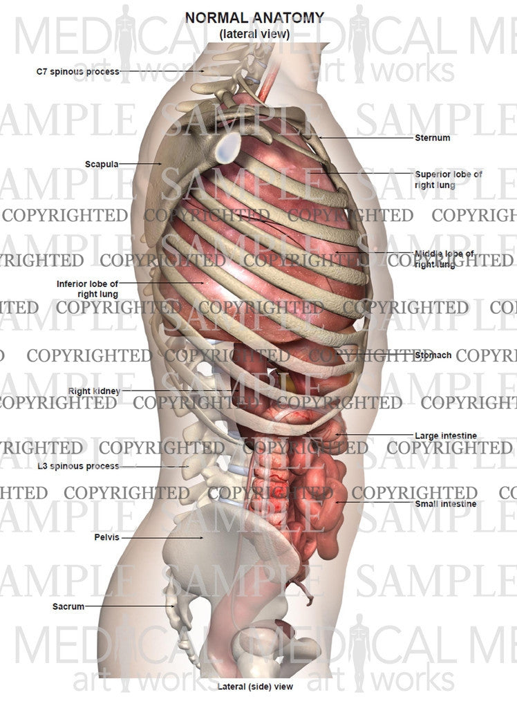 Lateral anatomy of the chest, bones and abdomen