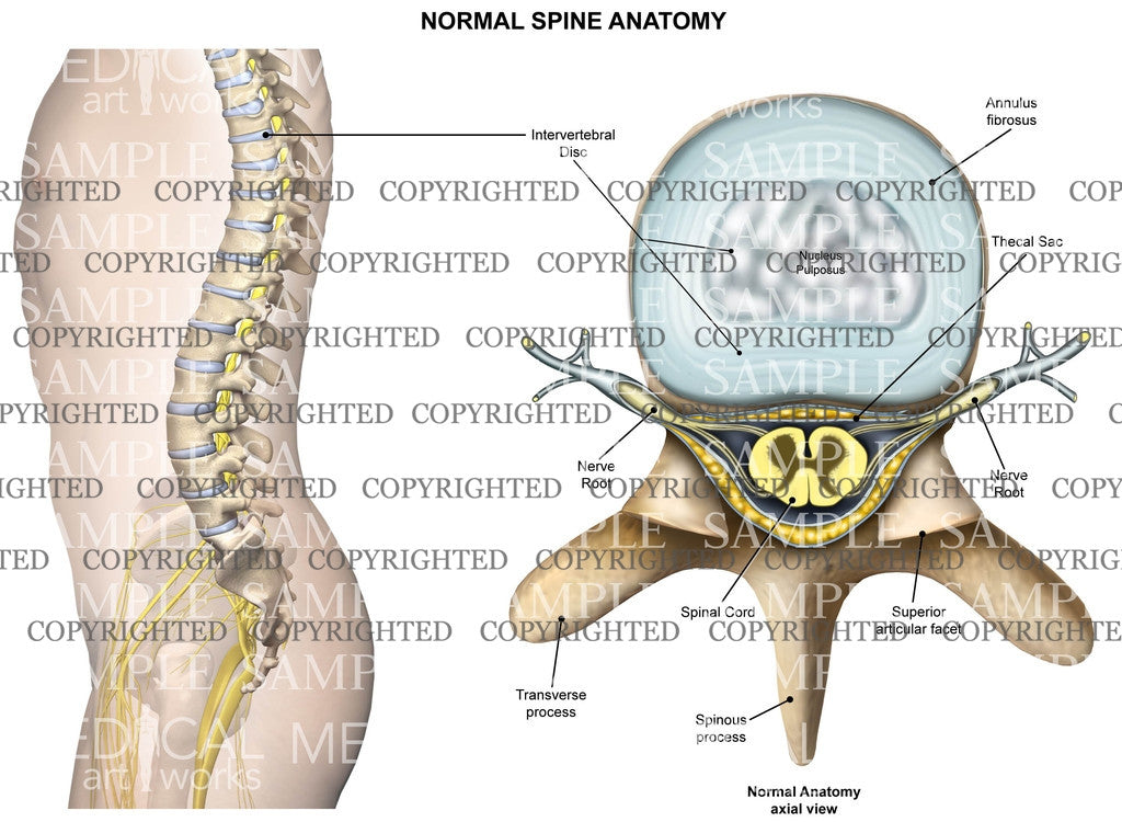 Normal anatomy of the thoracic spine